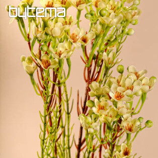 Waxflower žltá 78 cm