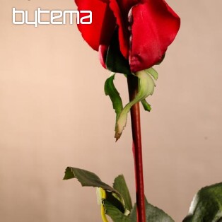 Ruže púčik červené 70 cm
