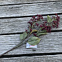 DRY VIBURNUM TINUS 58 cm vínová