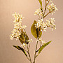 DRY VIBURNUM TINUS 58 cm biela