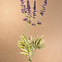 Garden Lavender zväzok 46 cm fialová