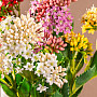 KALANCHOE FIALOVÁ