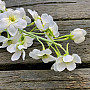 DELPHINIUM BIELA