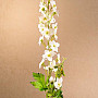 DELPHINIUM BIELA