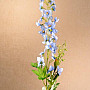 DELPHINIUM MODRÁ