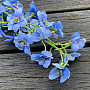 DELPHINIUM MODRÁ