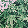 Dizajnová dekoračné látka MARIHUANA zelená
