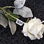 Ruža biela 65 cm