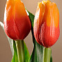 Tulipány mix farieb