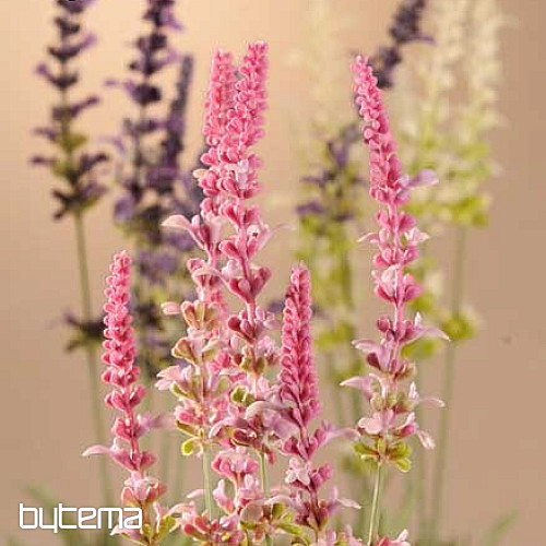 Garden Lavender zväzok 46 cm ružová