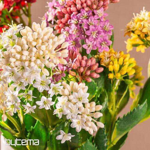 KALANCHOE FIALOVÁ