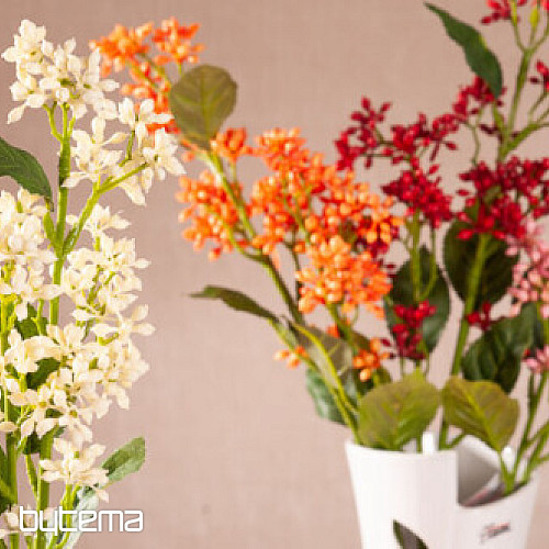 VIBURNUM TINUS BÍLÁ