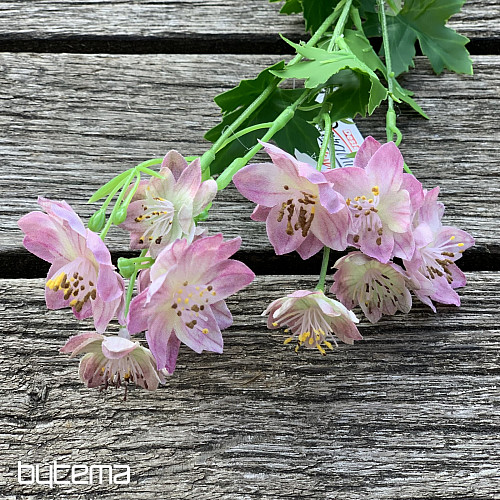 DIVOKÁ KVEŤ RUŽOVÁ