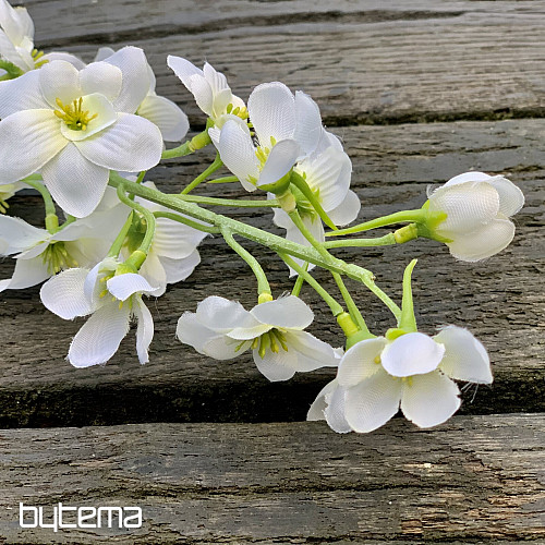 DELPHINIUM BIELA
