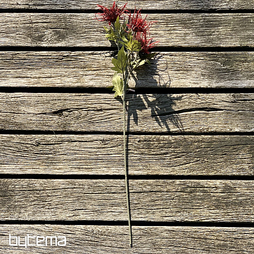 DRY WILD SEA HOLLY ČERVENÁ