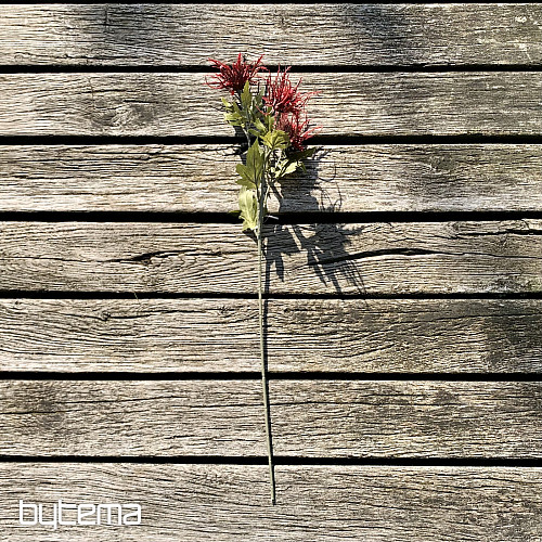 DRY WILD SEA HOLLY ČERVENÁ