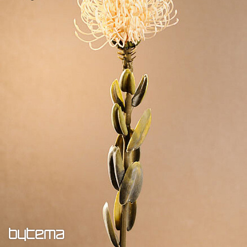 DRY SMALL PROTEA BIELA