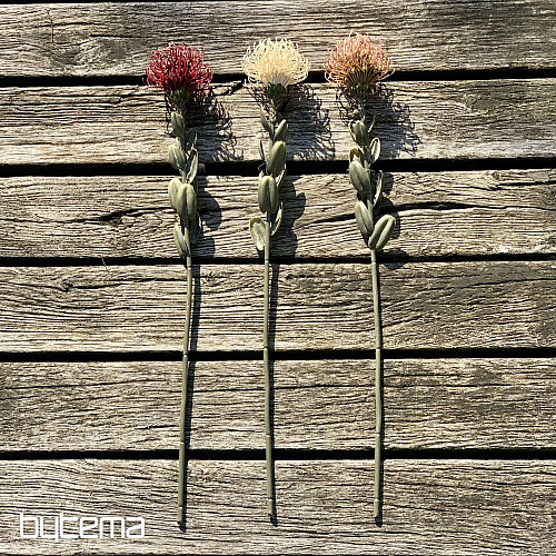 DRY SMALL PROTEA BIELA