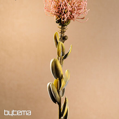 DRY SMALL PROTEA RUŽOVÁ