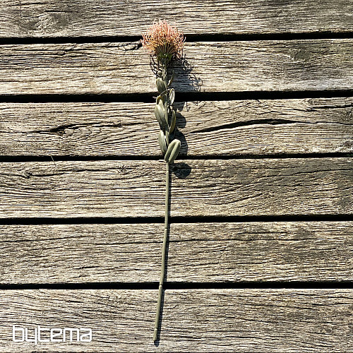 DRY SMALL PROTEA RUŽOVÁ