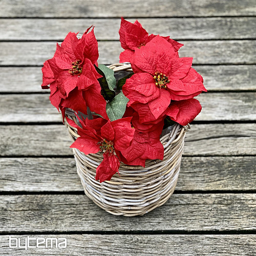 Vianočné ruže TRS ČERVENÁ