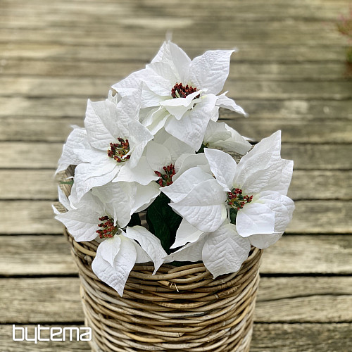 Vianočné ruže TRS BIELA