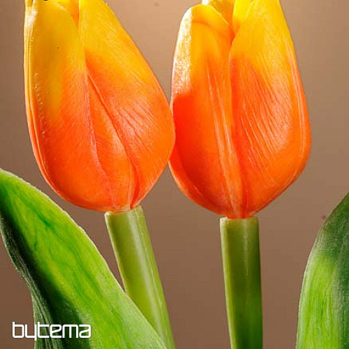 Tulipány mix farieb