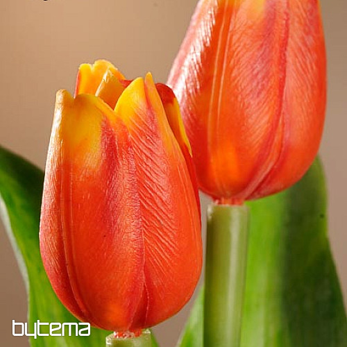 Tulipány mix farieb